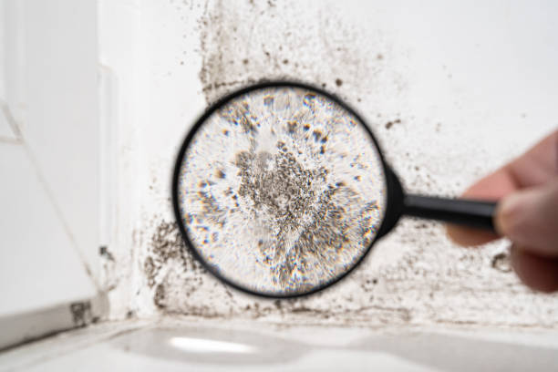 Mold Documentation for Insurance Claims in Gainesville, TX